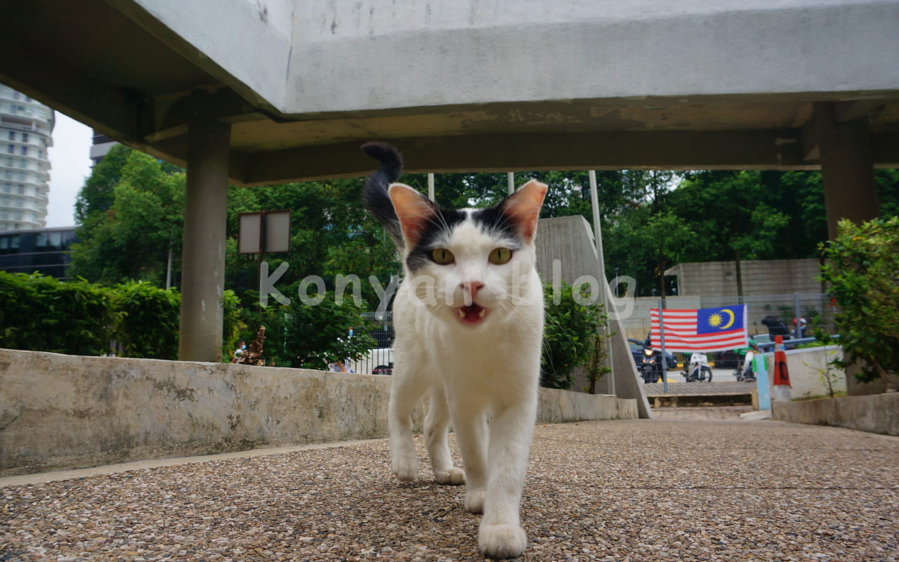 TTDI wet market 猫 cat