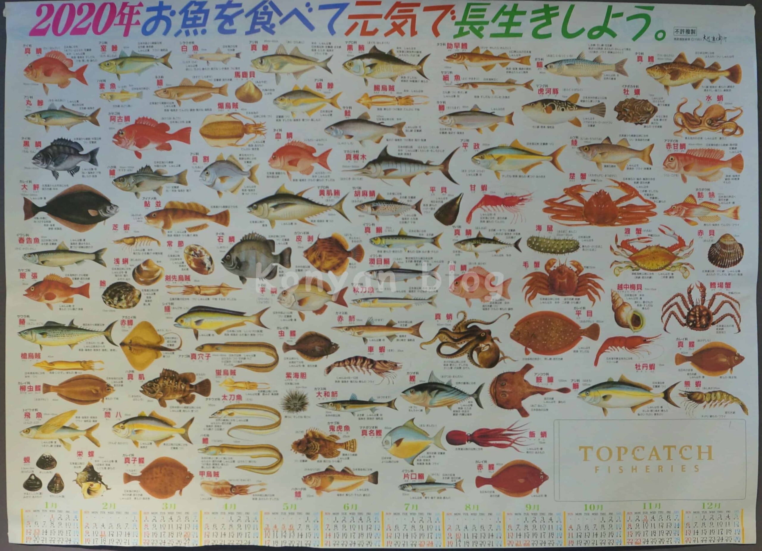 Top Catch Fisheries　一頂魚屋　刺身　ポスター