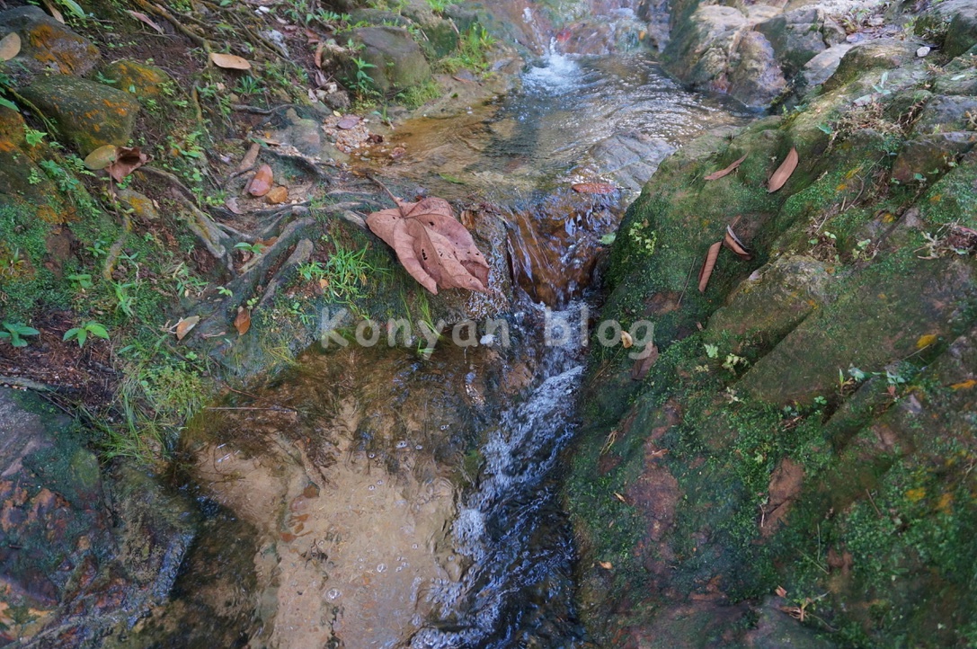 taman rimba bukit kerinchi river 川