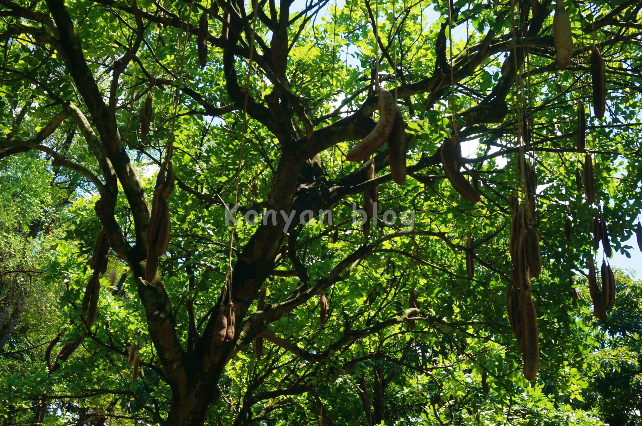 perdana botanical garden