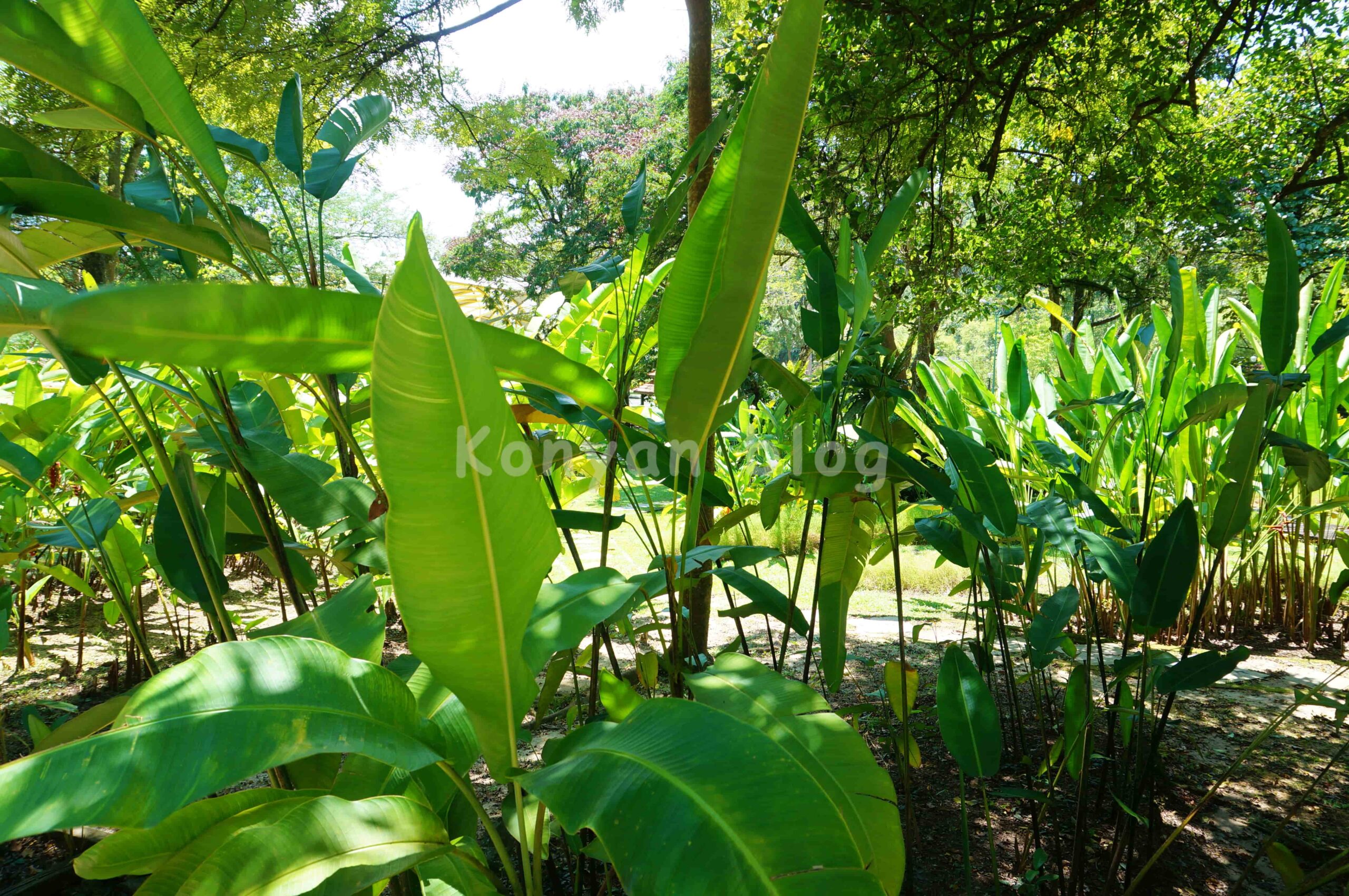 perdana botanical garden