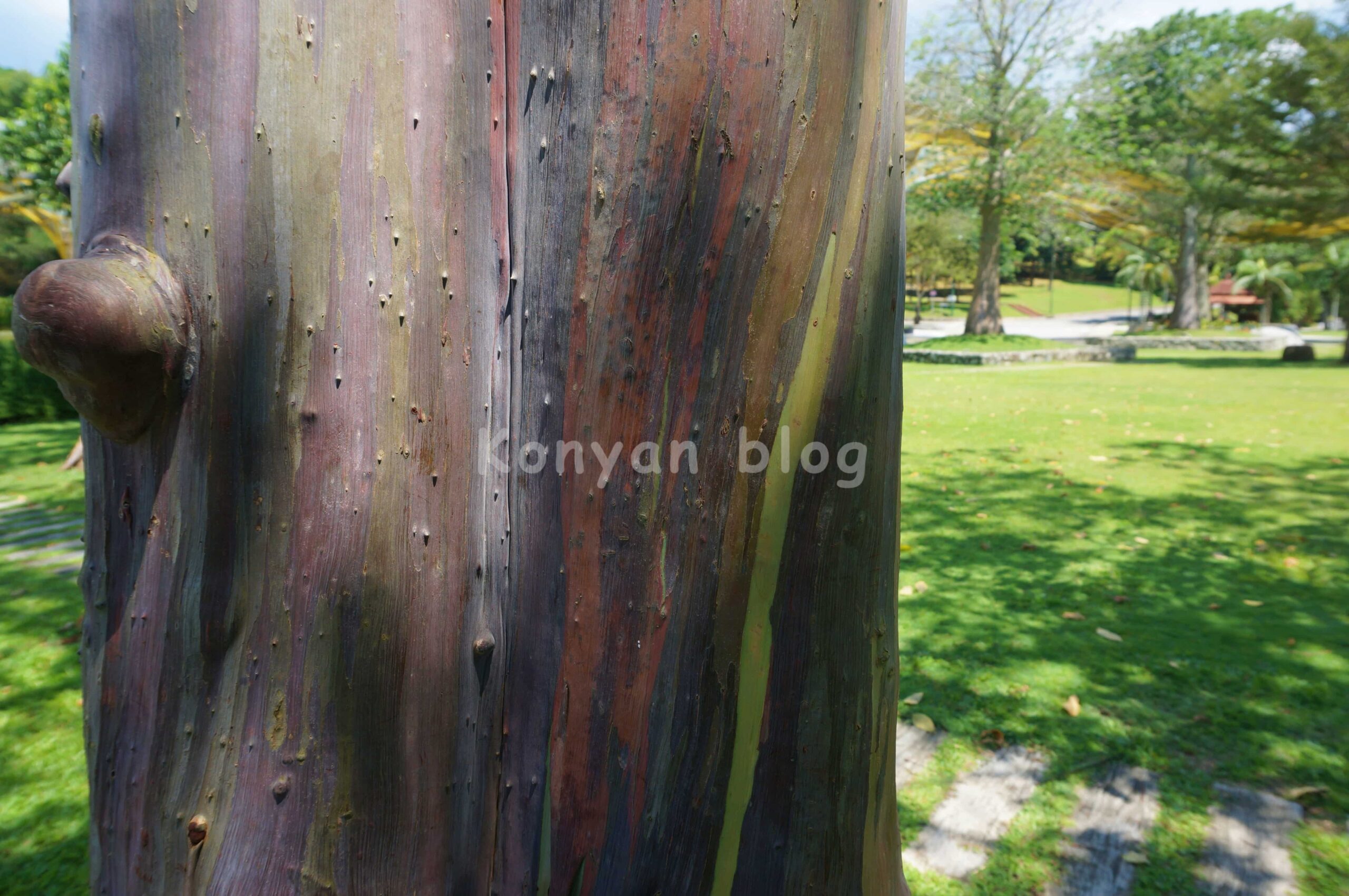 rainbow eucalyptus