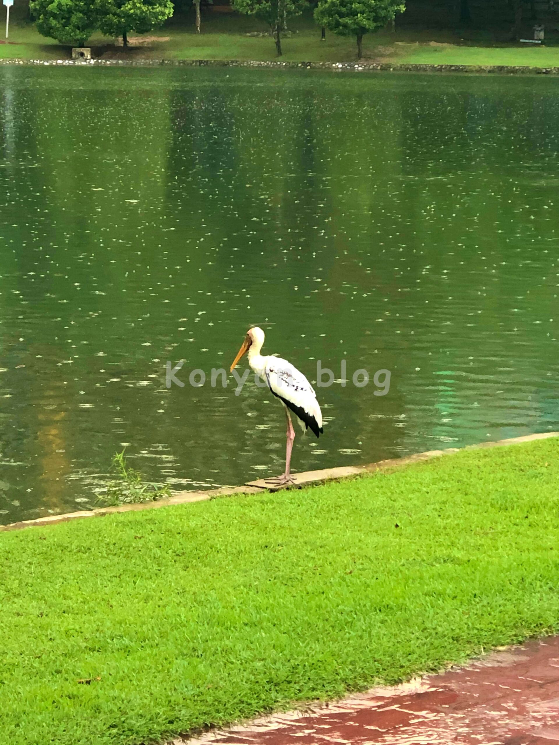 Taman Tasik Permaisuri 公園　白鳥