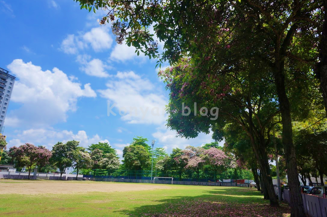 tecoma tree in play ground