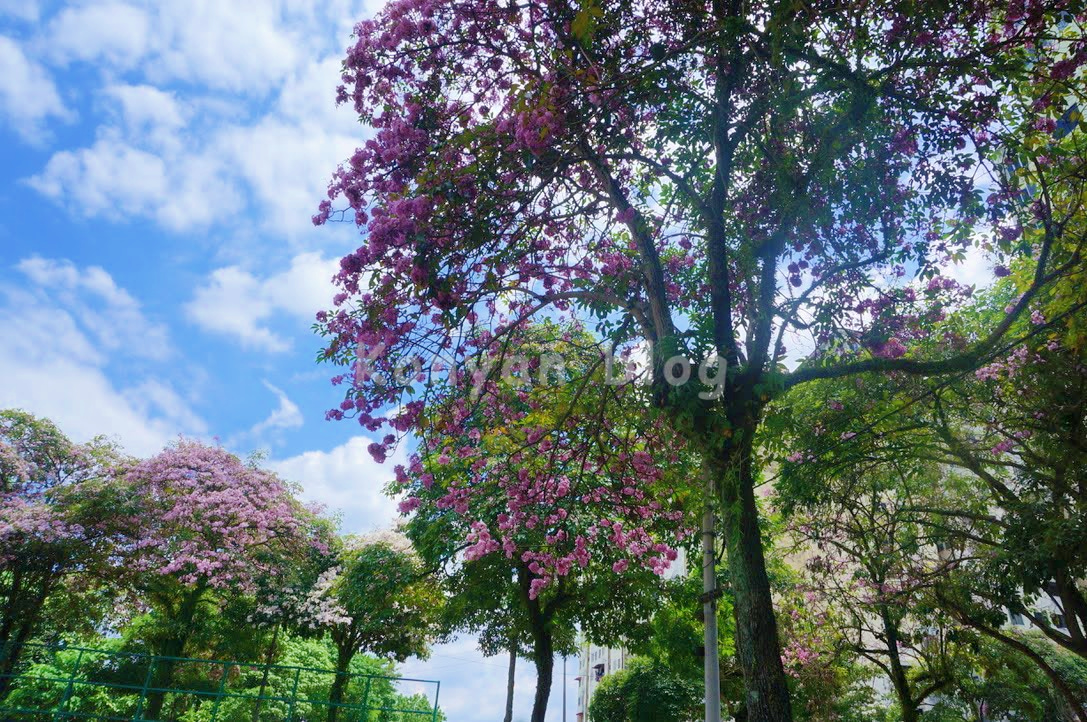 tecoma tree