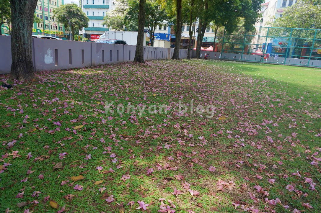 tecoma tree petal fallen on the ground