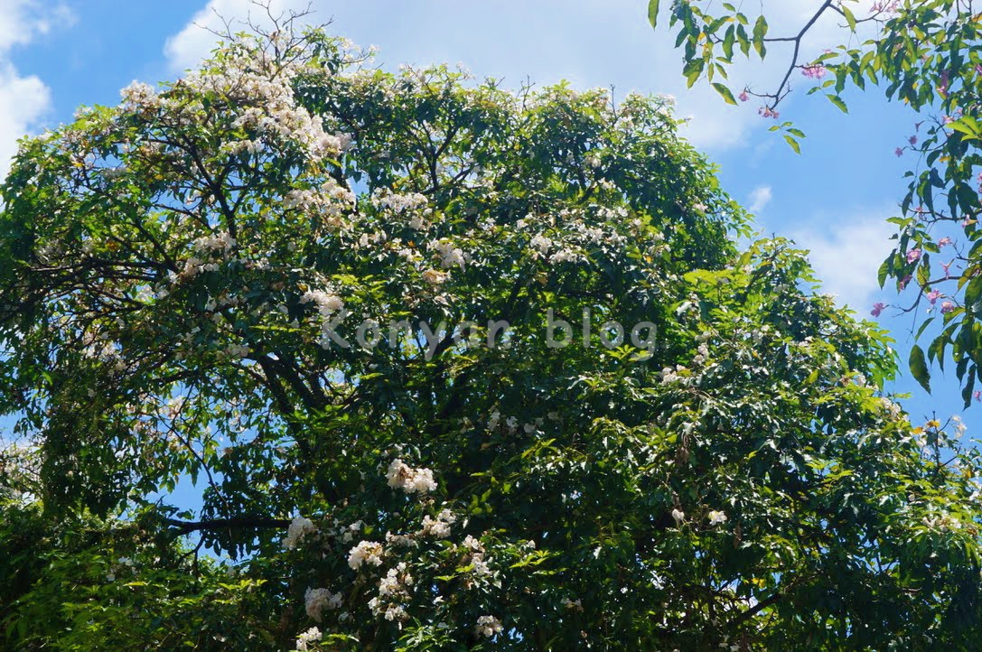 Tecoma tree