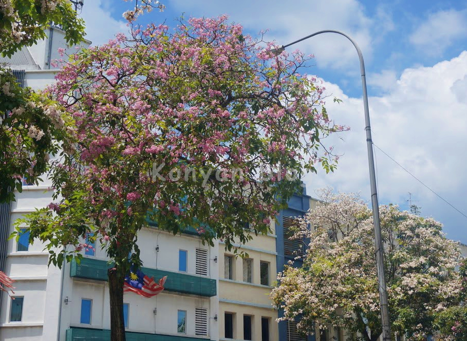 tecoma tree