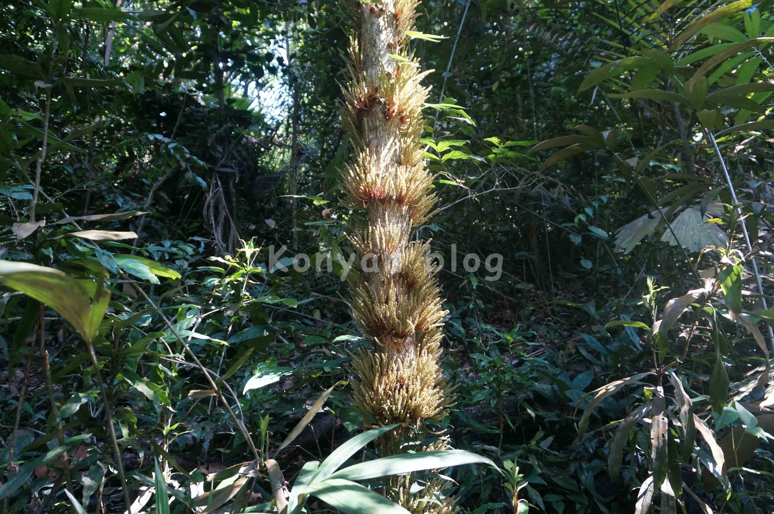 Hutan Pendidikan Bukit Gasing