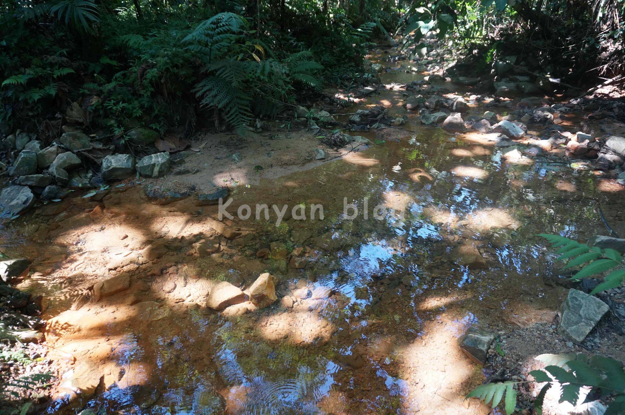 Hutan Pendidikan Bukit Gasing