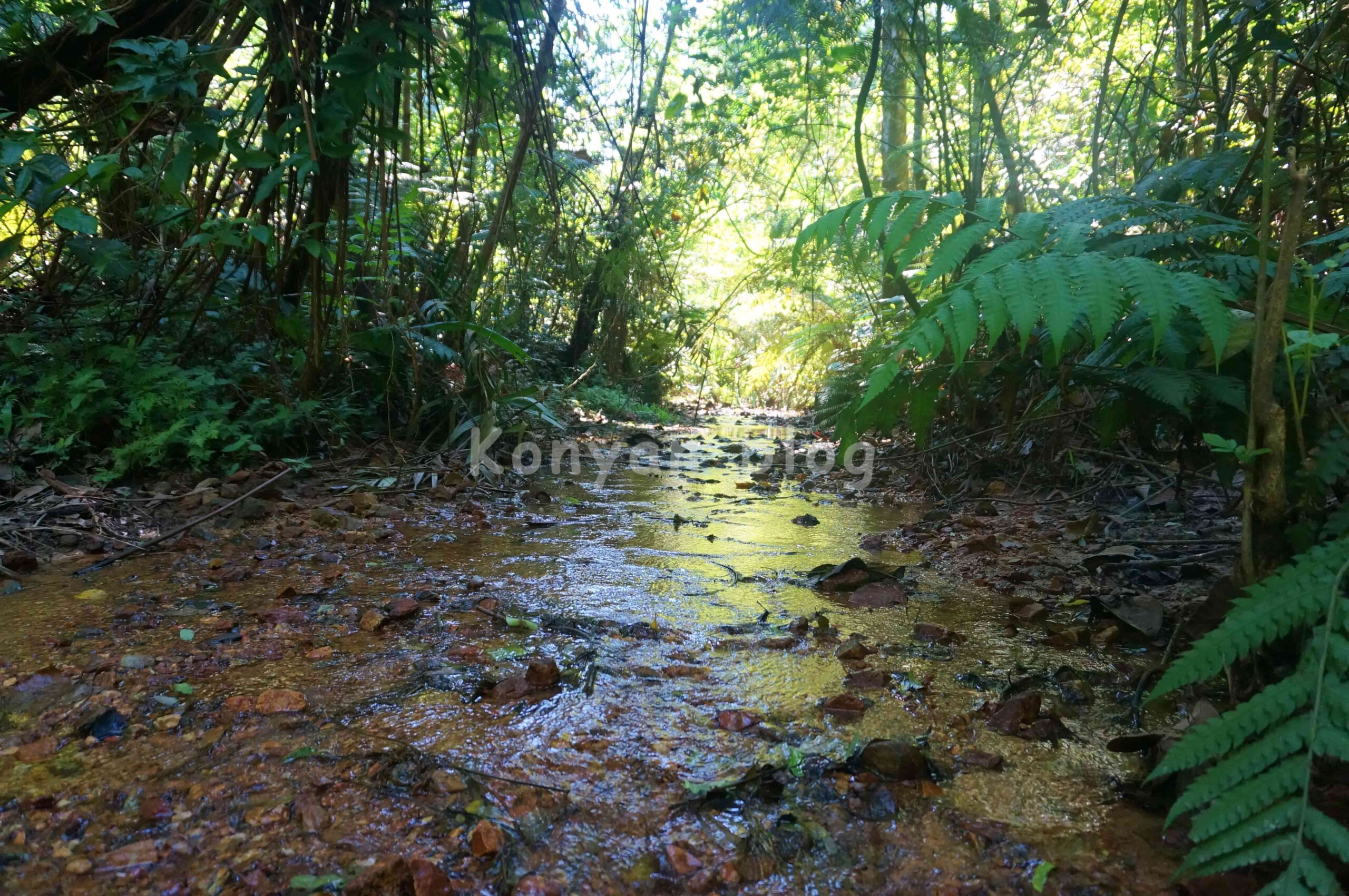 Hutan Pendidikan Bukit Gasing