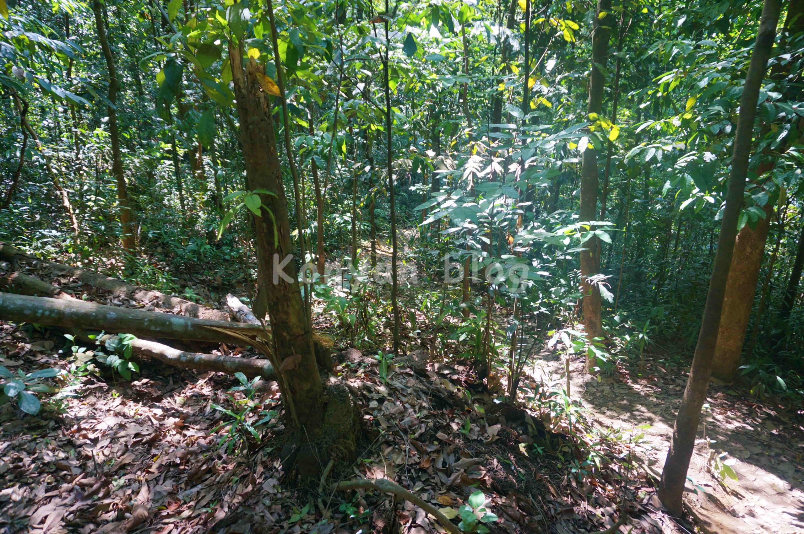 Hutan Pendidikan Bukit Gasing