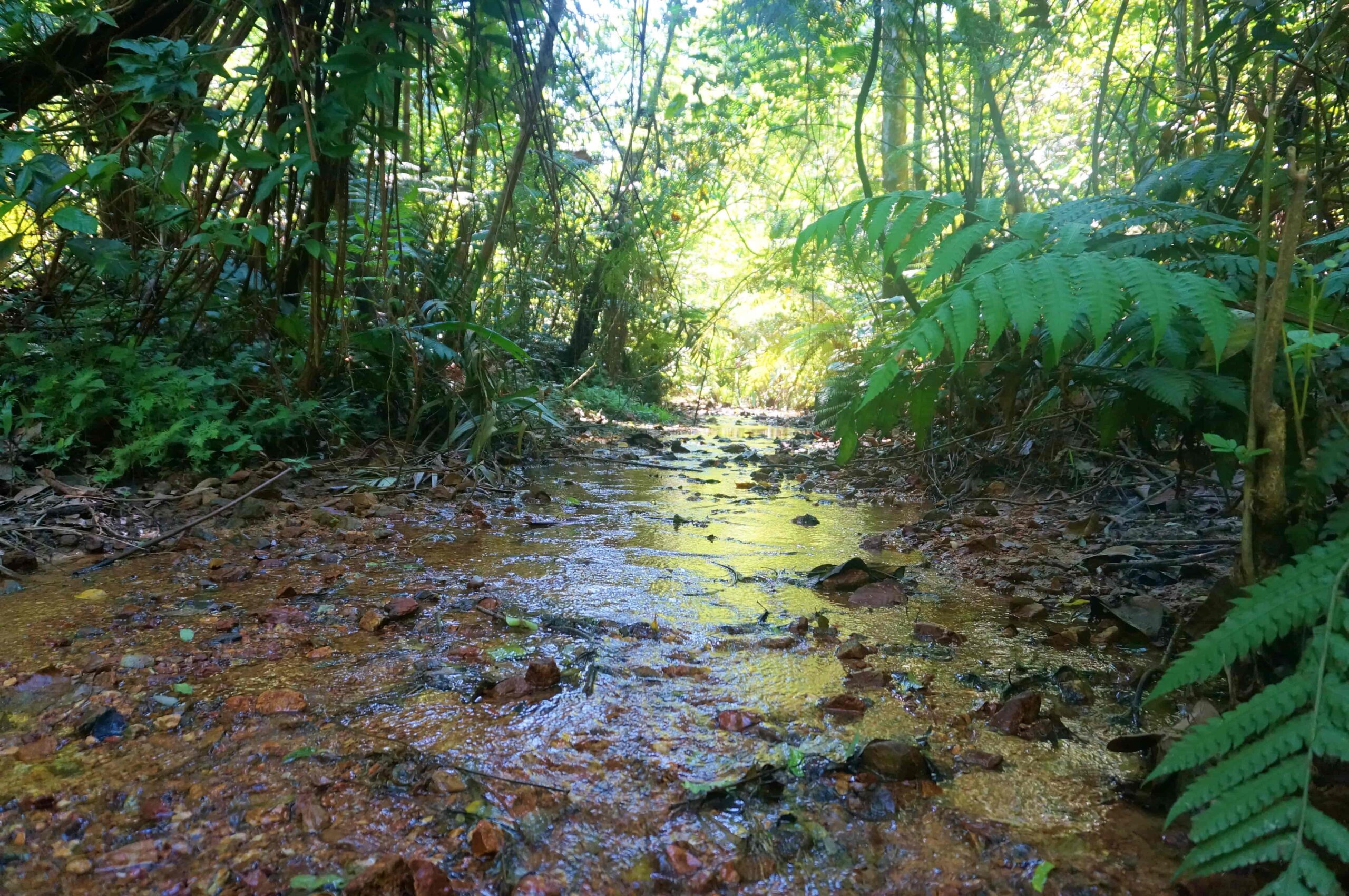 Hutan Pendidikan Bukit Gasing