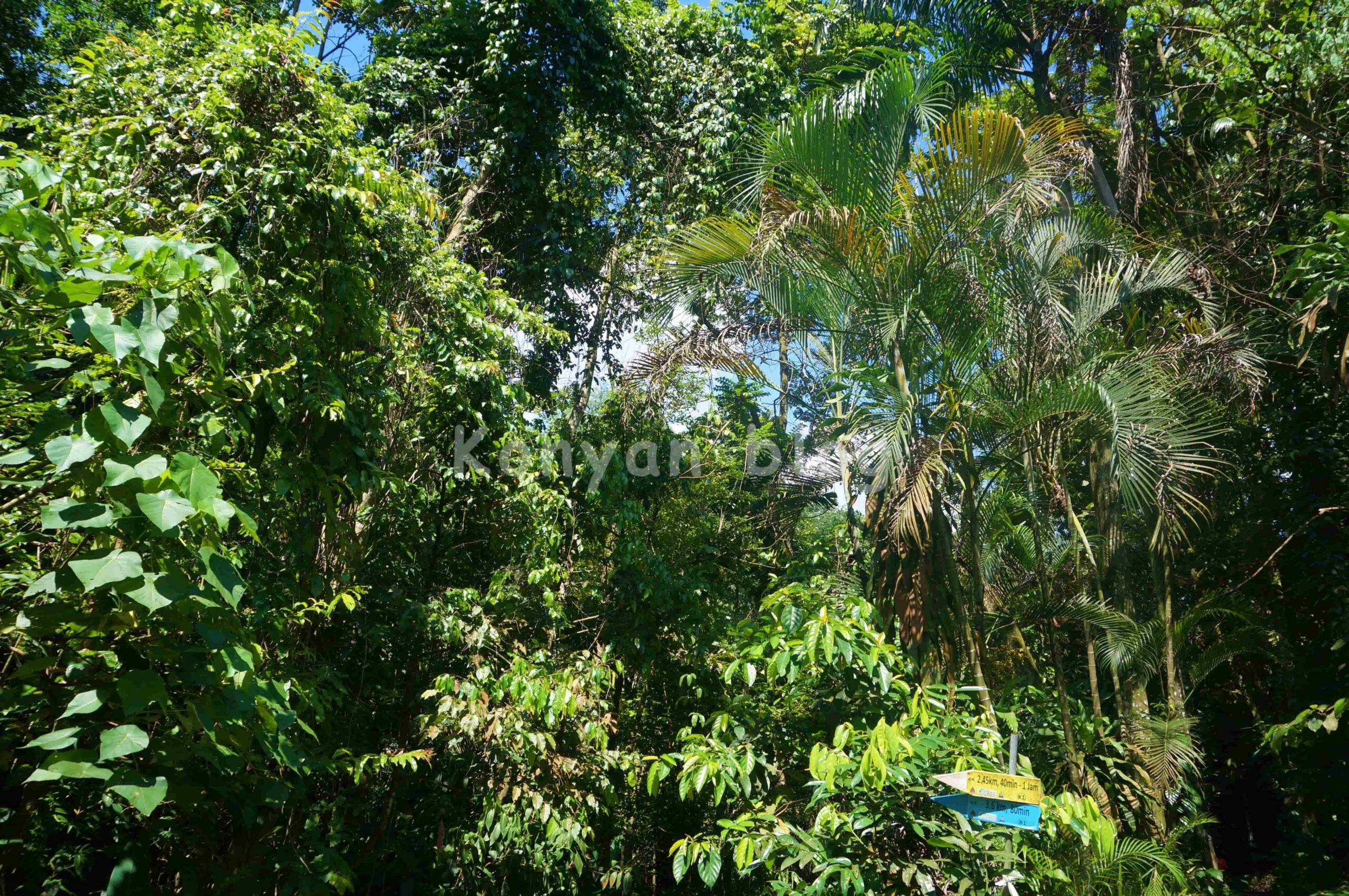 Hutan Pendidikan Bukit Gasing