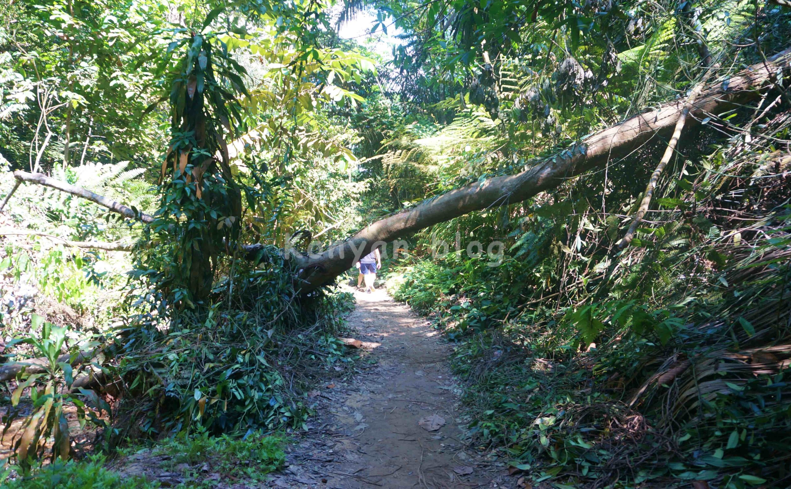 Hutan Pendidikan Bukit Gasing