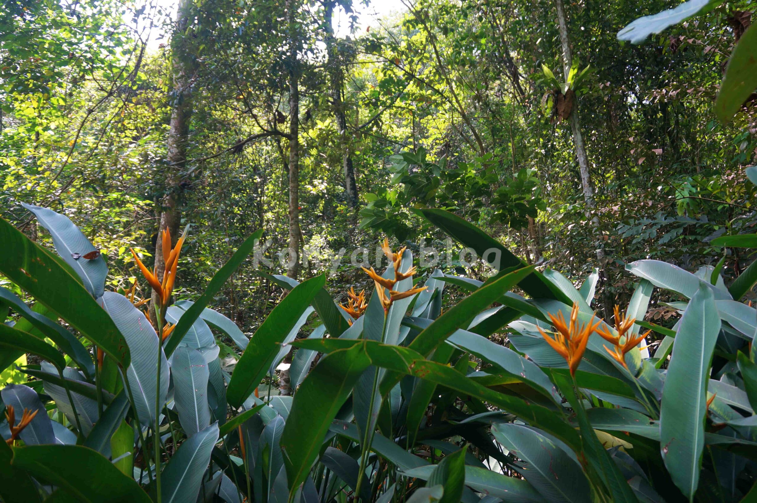 malaysia flower