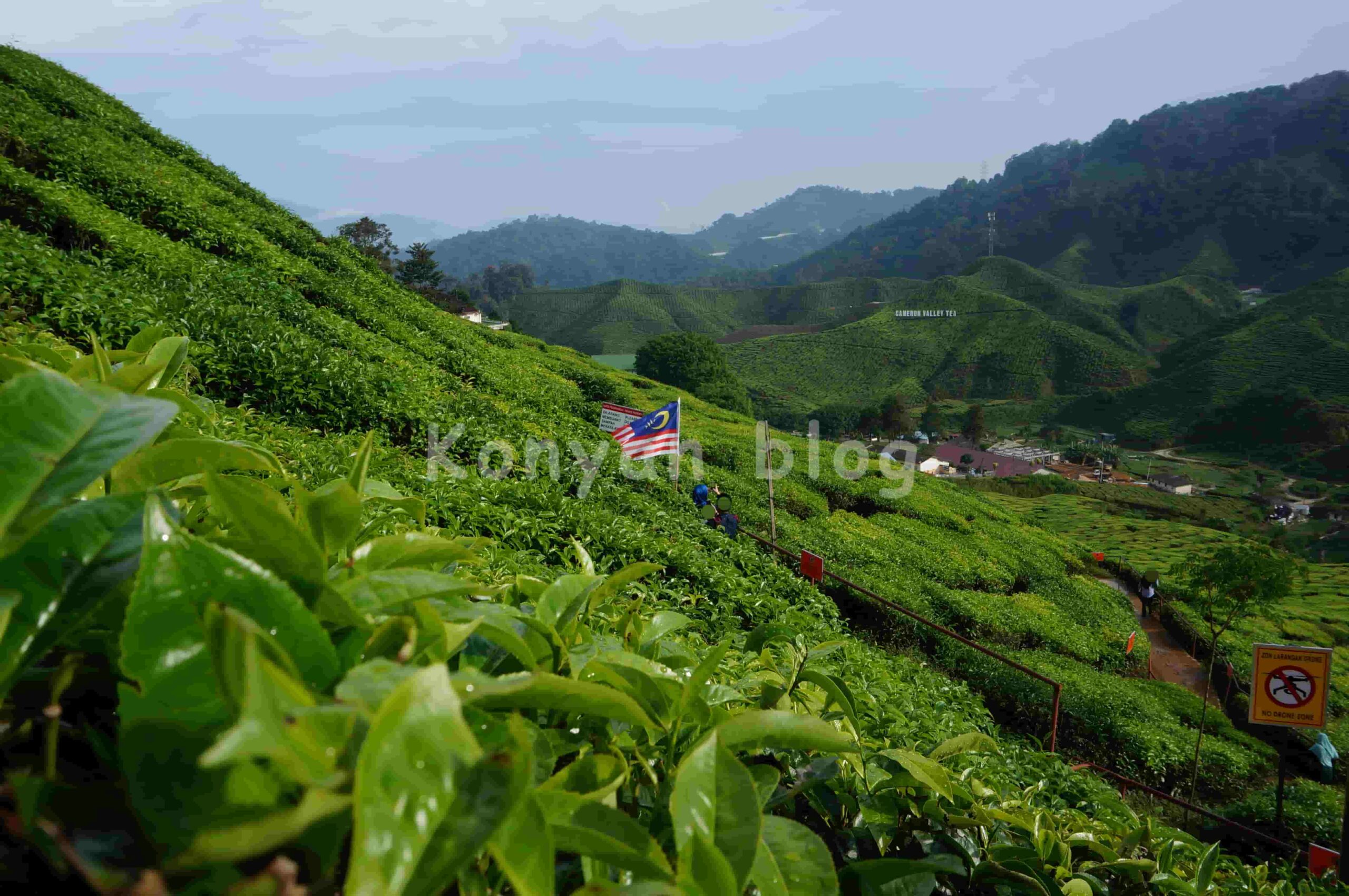  Cameron highland