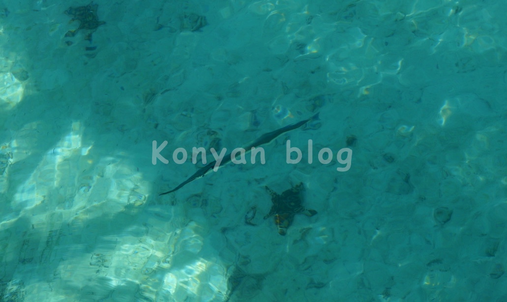 Sipadan Kapalai Dive Resort サンマみたいな魚