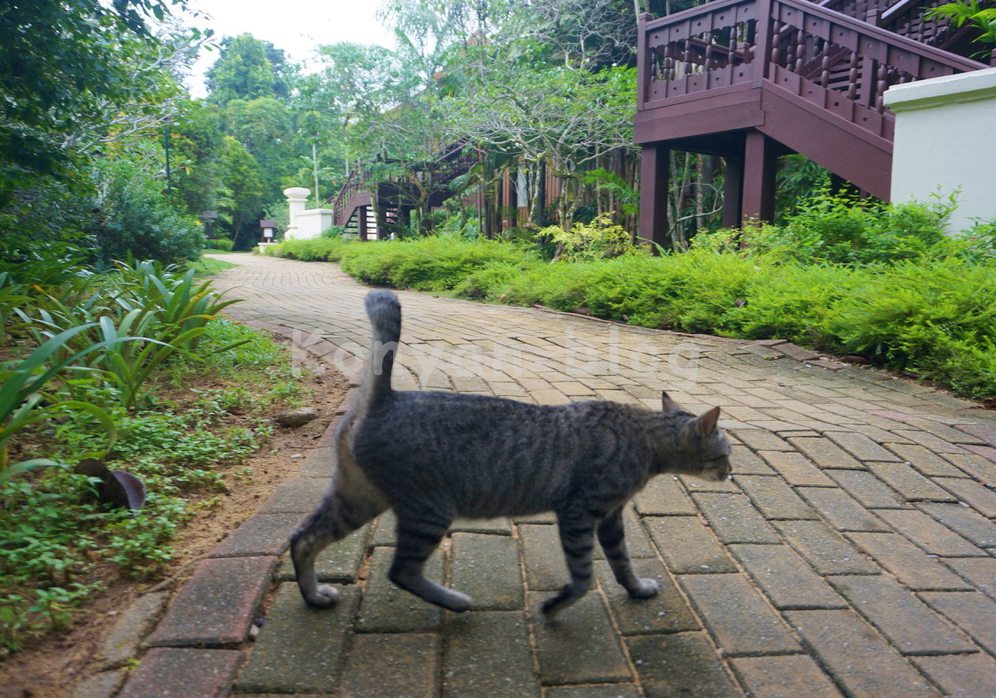 Tanjong Jara Resort 歩く猫