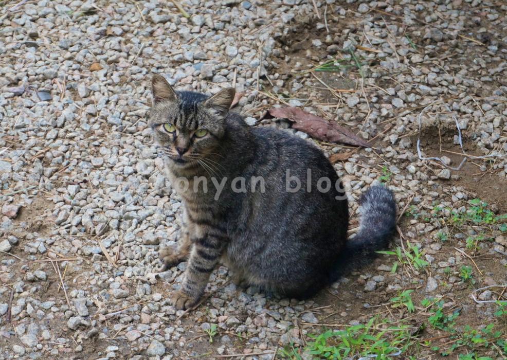 Tanjong Jara Resort 敷地内の猫