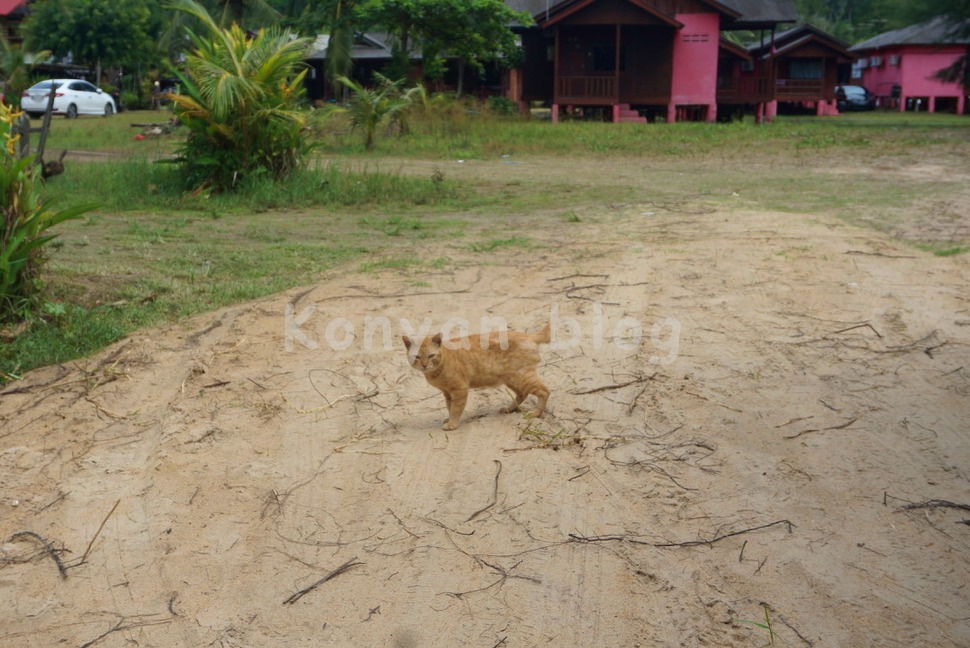 kampung 猫