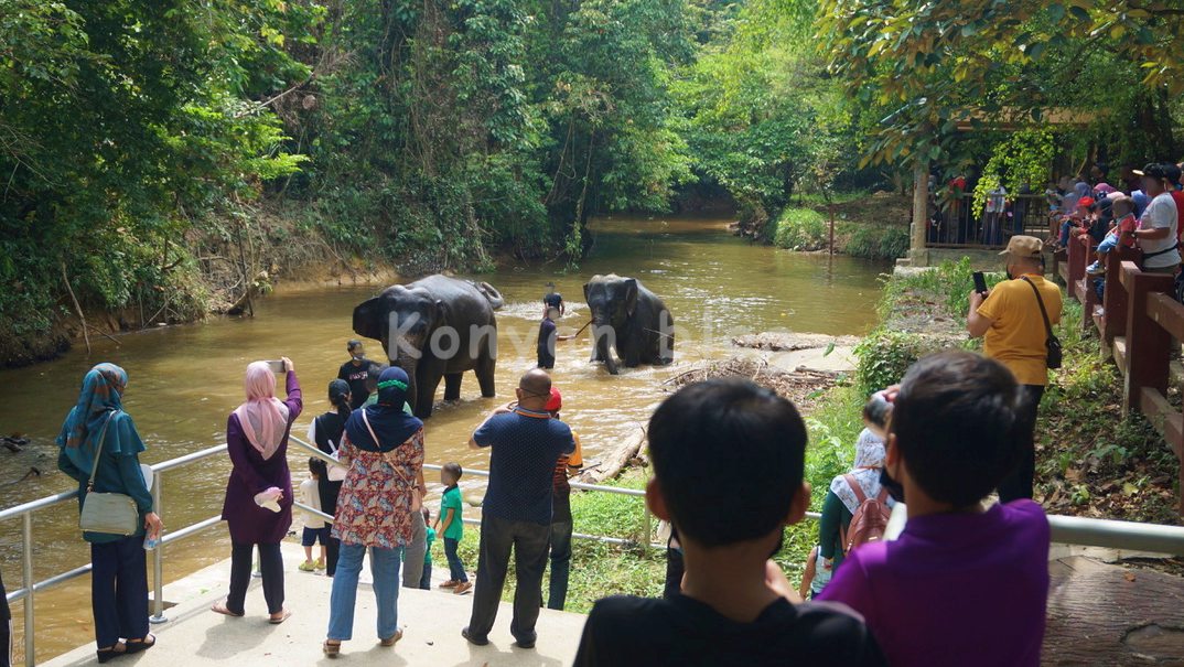 National Elephant Conservation Centre, Kuala Gandah 河を歩くゾウ