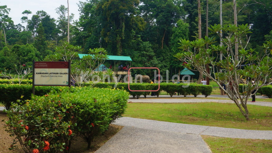National Elephant Conservation Centre, Kuala Gandah 広場　放し飼い