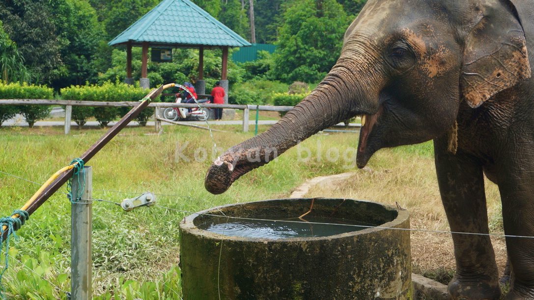 National Elephant Conservation Centre, Kuala Gandah 象 水飲み 鼻
