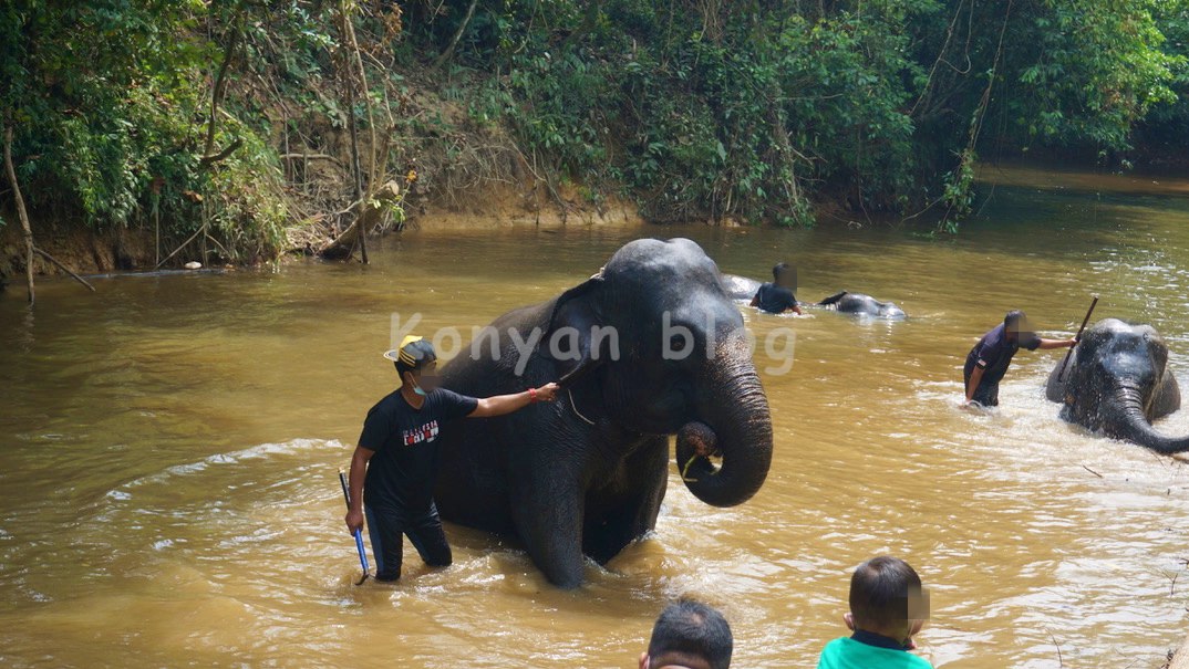 National Elephant Conservation Centre, Kuala Gandah ゾウ 水遊び