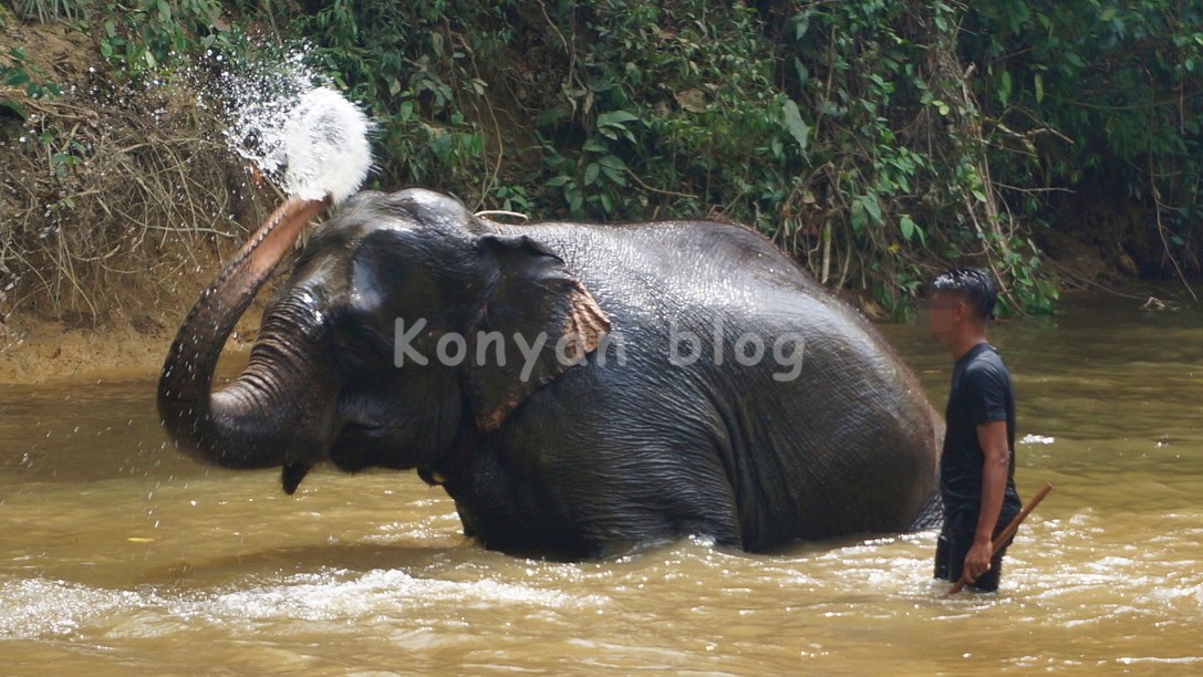 National Elephant Conservation Centre, Kuala Gandah 象 水遊び