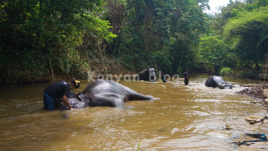 National Elephant Conservation Centre, Kuala Gandah 濁流で遊ぶゾウ