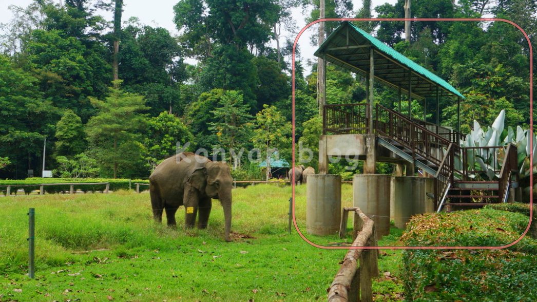 National Elephant Conservation Centre, Kuala Gandah 象　観客席