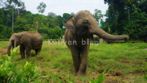 National Elephant Conservation Centre, Kuala Gandah ゾウ