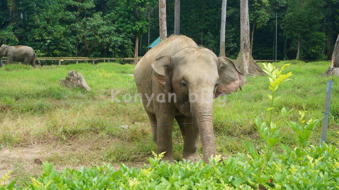 National Elephant Conservation Centre, Kuala Gandah ゾウ 広場
