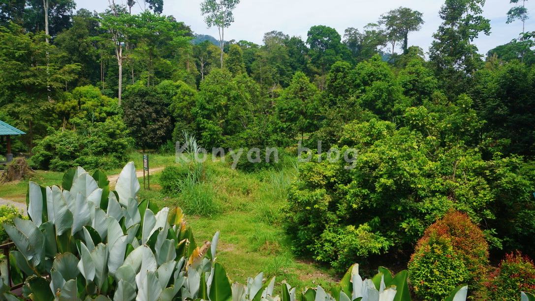 National Elephant Conservation Centre, Kuala Gandah 保護地区　森　ジャングル