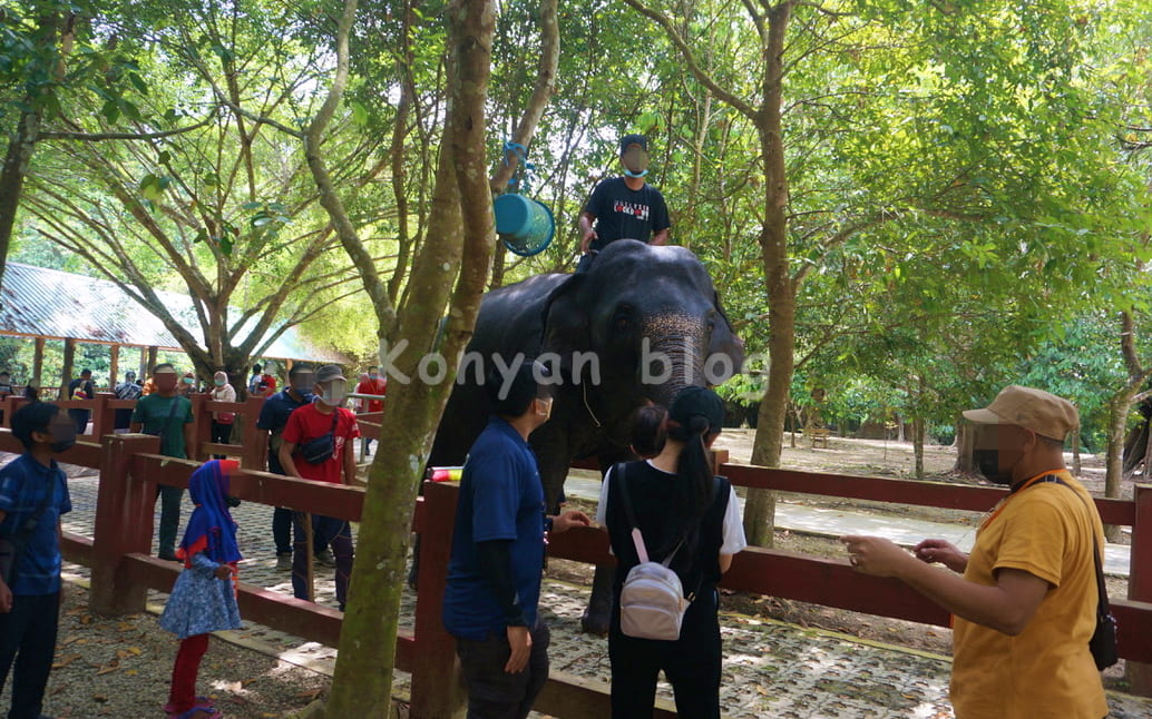 National Elephant Conservation Centre, Kuala Gandah activity field ゾウに乗る人