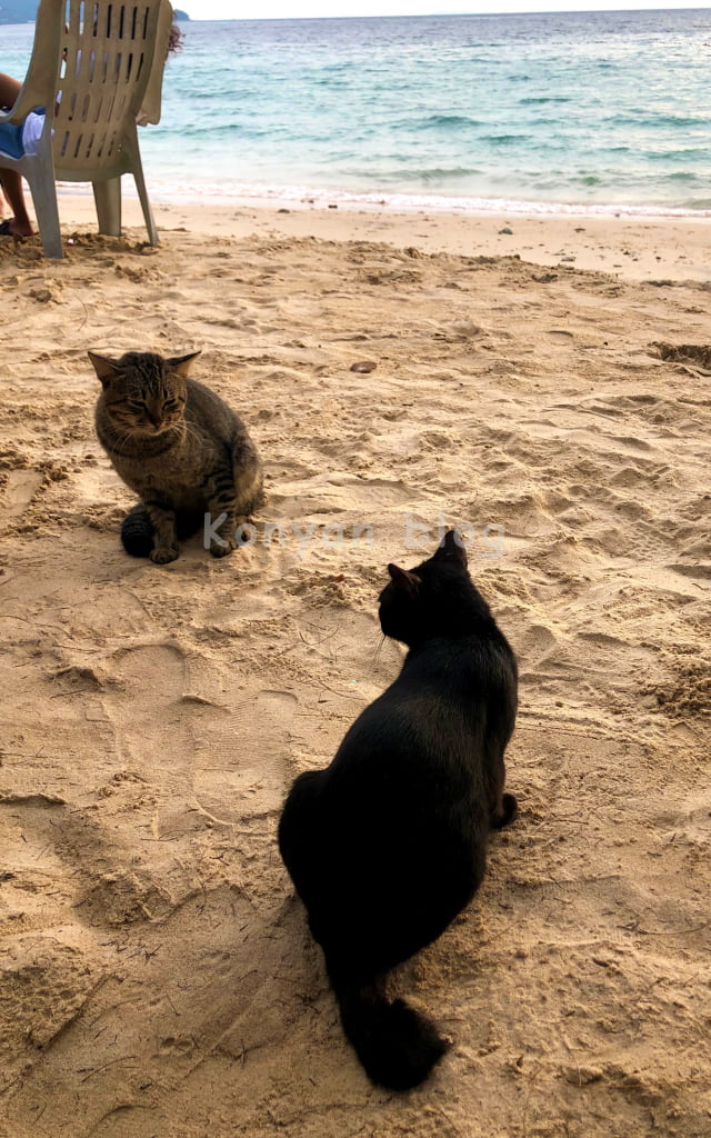tioman島 砂浜 猫