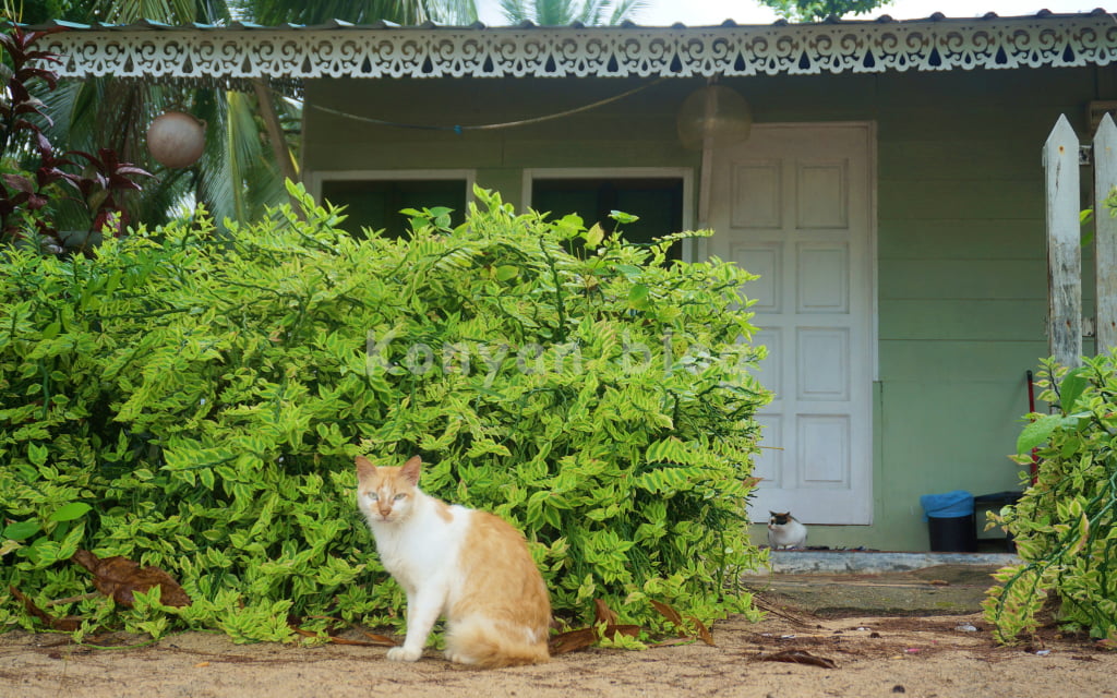 Tioman Cabana Bed & Breakfast 猫 部屋の前 黄色い