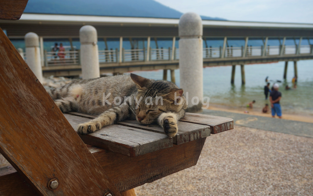 tioman island 桟橋 寝る猫