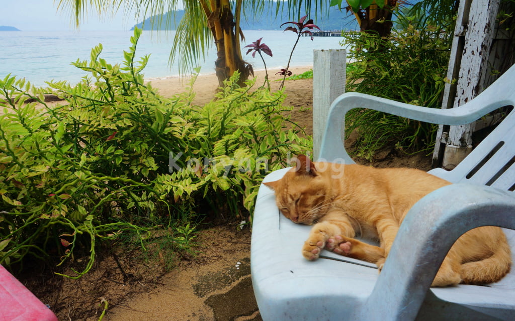 Tioman Cabana Bed & Breakfast 猫　部屋の前