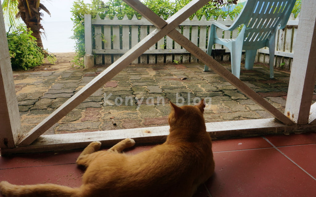 Tioman Cabana Bed & Breakfast 猫