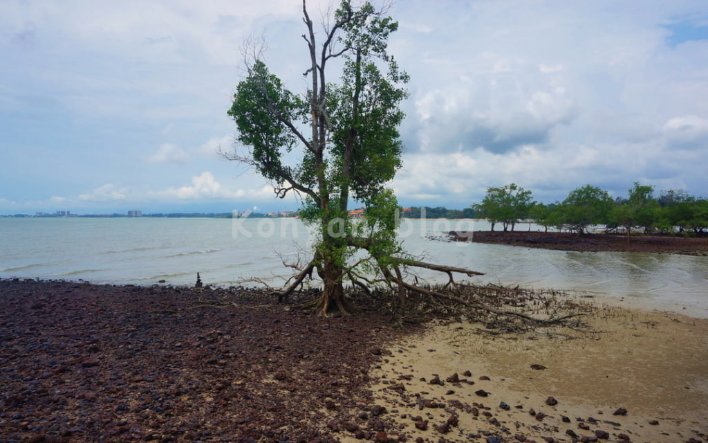 Pulau Burung Walkway & Watch Tower 浅瀬 海水